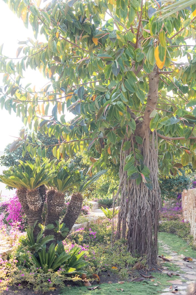 Terravita Ibiza Landscape Design Architecture Na Xica Garden