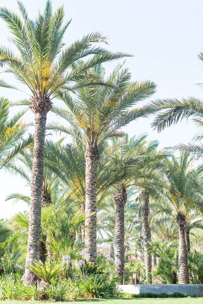 Terravita Ibiza Landscape Design Architecture Na Xica Palm Trees