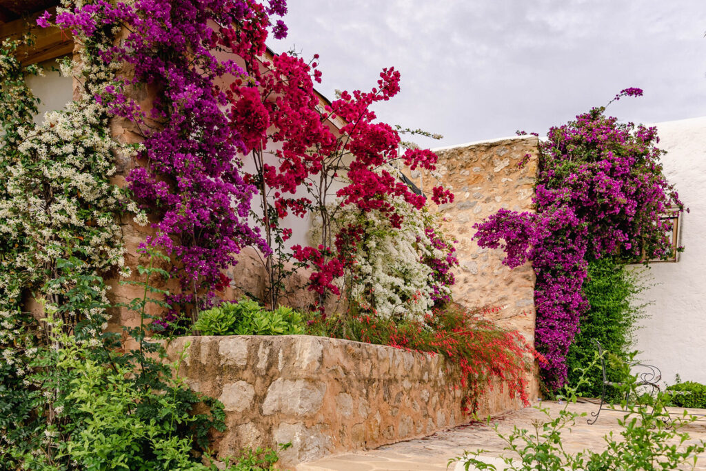 Terravita Ibiza Garden Design Bougainvillea Wall