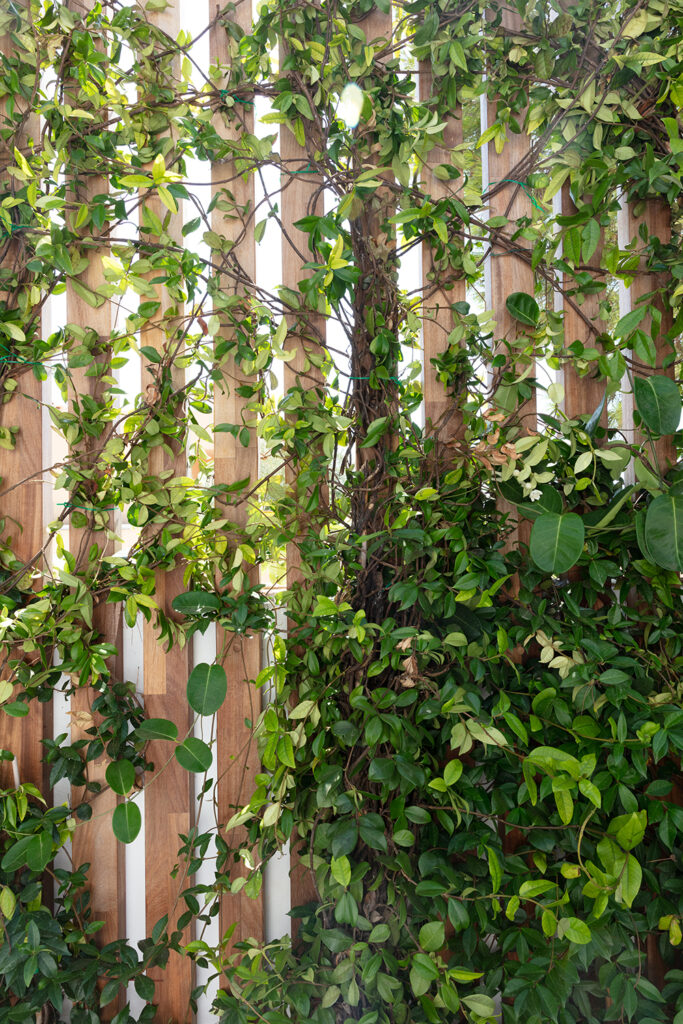 Terravita Ibiza Garden Design Can Mar Green Privacy Screen