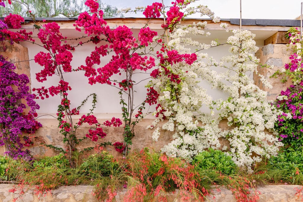 Terravita Ibiza Landscape Design Architecture Can Miguel Cosmi Bougainvillea Flower Pink White Purple