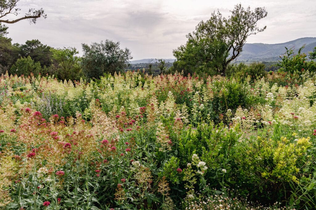 Terravita Ibiza Landscape Design Architecture Can Miguel Cosmi Wild Flower Garden Meadow