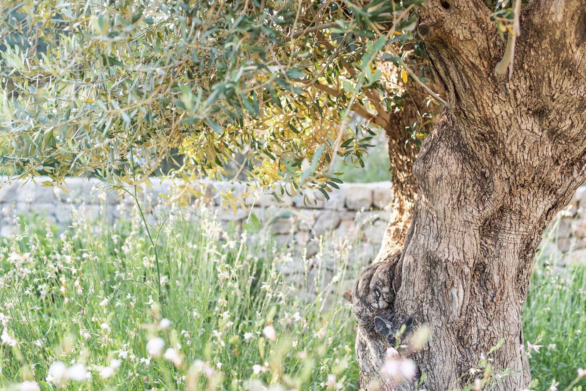 Terravita Ibiza Landscape Design Architecture Cala Jondal Garden Olive Tree 1