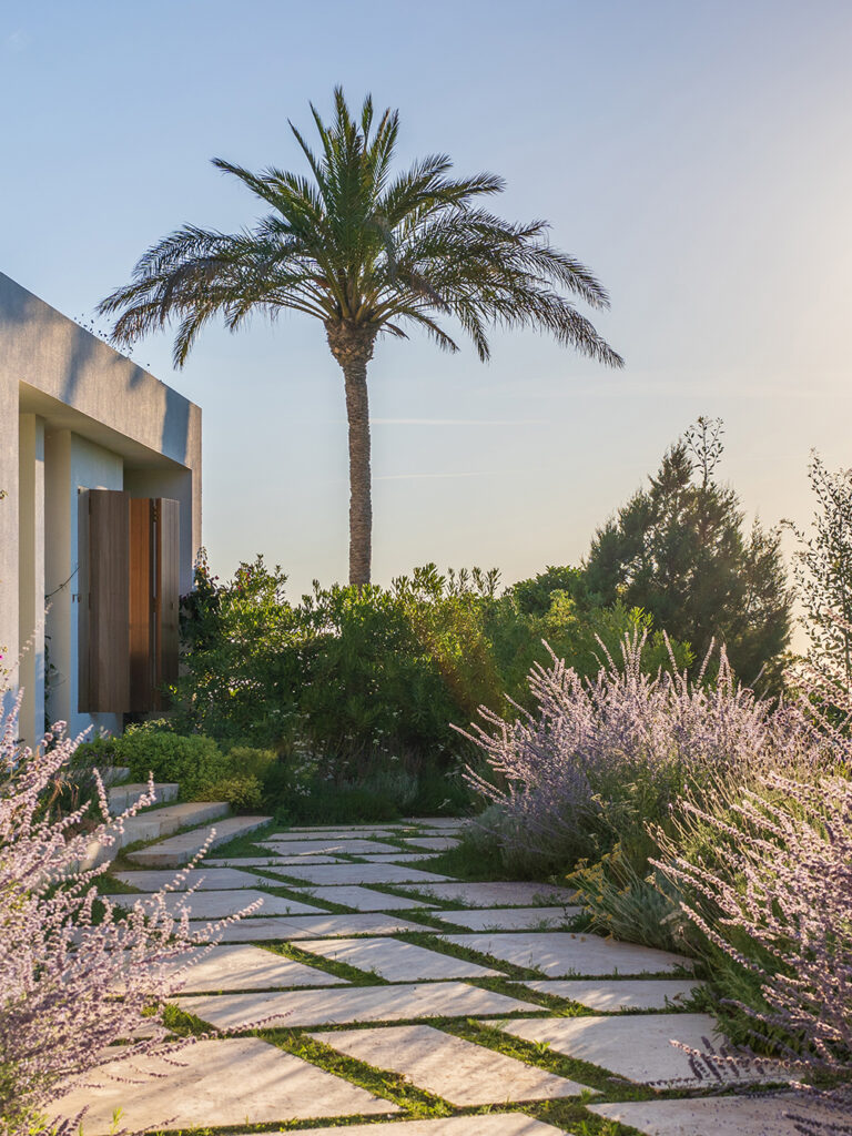 Terravita Ibiza Garden Design Can Arabi Palm Tree Gallery