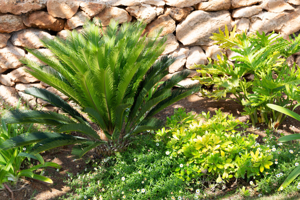 Terravita Ibiza Garden Design Can Starla 10