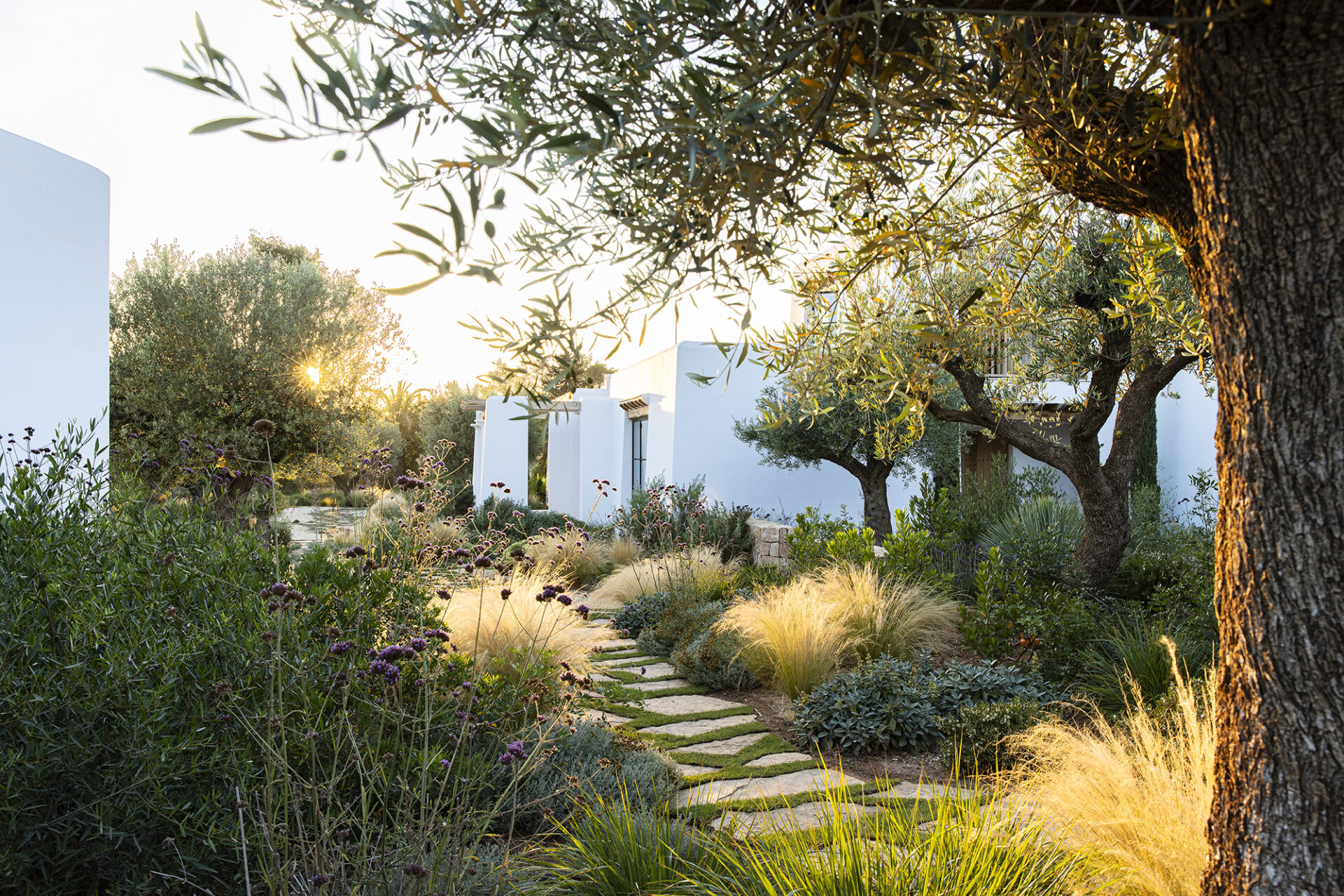 Terravita Ibiza Garden Design Naturalistic Planting Can Antoinette MG 1832 ©ClaireTakacs2024. All Rights Reserved