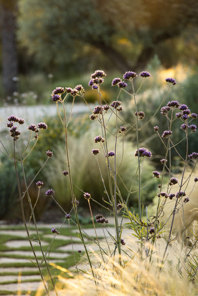 Terravita Ibiza Garden Design Naturalistic Planting Can Antoinette MG 1840 ©ClaireTakacs2024. All Rights Reserved